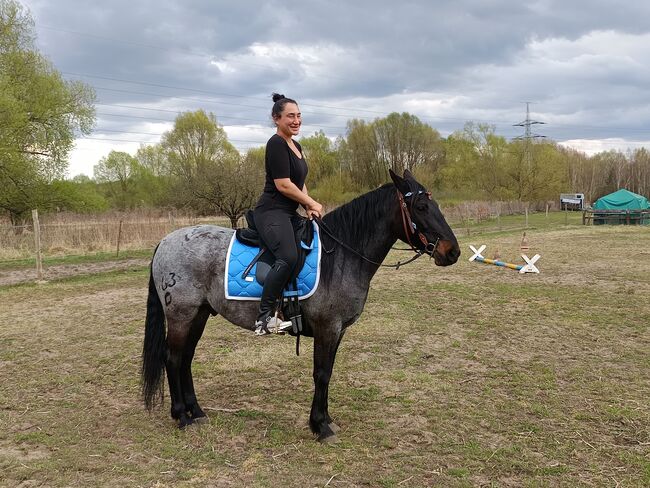 Treuer Freund auf vier Hufen: Blue sucht erfahrenen Reiter, Mellies, Horses For Sale, Berlin, Image 15