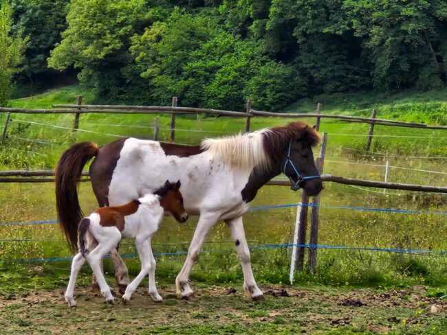 Tryggur vom Wallersberg AT2025150318, Manfred Krammer, Konie na sprzedaż, Völkermarkt 