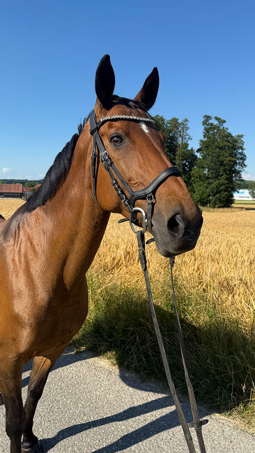 Tschechisches Warmblut, Stute, 13 Jahre, 150 cm, Brauner, Peter Hangler/Reiterin: Jana Schmitzberger-Tochter, Pferd kaufen, Schildorn, Abbildung 3