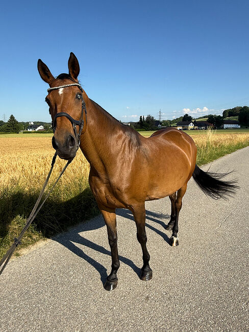 Tschechisches Warmblut, Stute, 13 Jahre, 150 cm, Brauner, Peter Hangler/Reiterin: Jana Schmitzberger-Tochter, Pferd kaufen, Schildorn, Abbildung 5