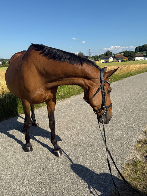 Tschechisches Warmblut, Stute, 13 Jahre, 150 cm, Brauner, Peter Hangler/Reiterin: Jana Schmitzberger-Tochter, Pferd kaufen, Schildorn, Abbildung 7