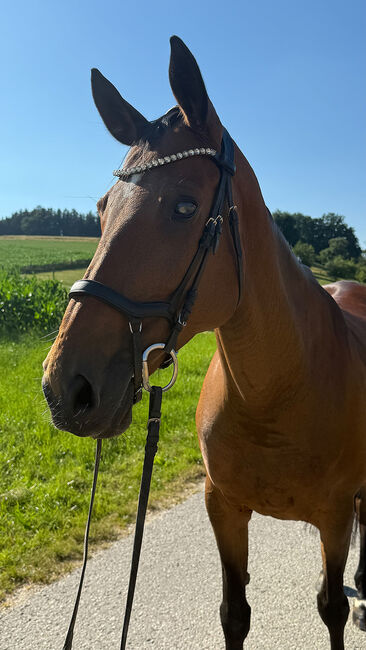 Tschechisches Warmblut, Stute, 13 Jahre, 150 cm, Brauner, Peter Hangler/Reiterin: Jana Schmitzberger-Tochter, Pferd kaufen, Schildorn, Abbildung 12