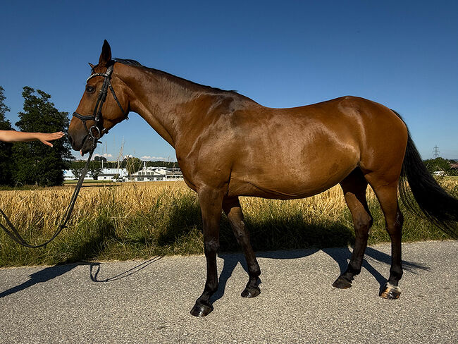 Tschechisches Warmblut, Stute, 13 Jahre, 150 cm, Brauner, Peter Hangler/Reiterin: Jana Schmitzberger-Tochter, Pferd kaufen, Schildorn, Abbildung 19