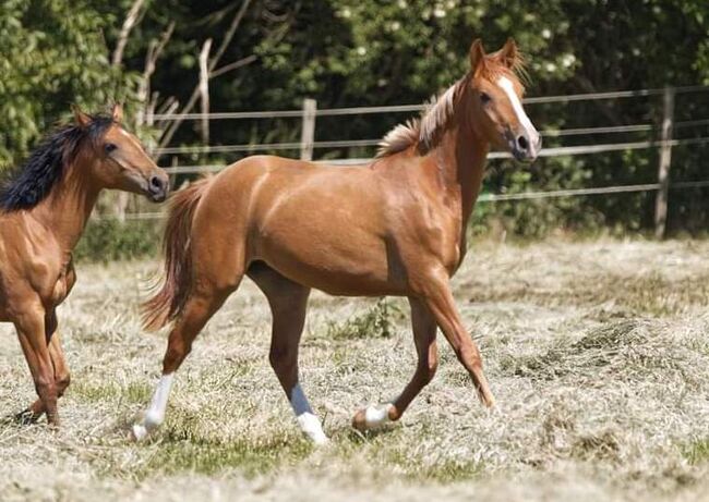 Tugba, Karabaghstute *05/2018, Siegerstute auf Fohlenschau, Verena Scholian, Horses For Sale, Ginsheim-Gustavsburg