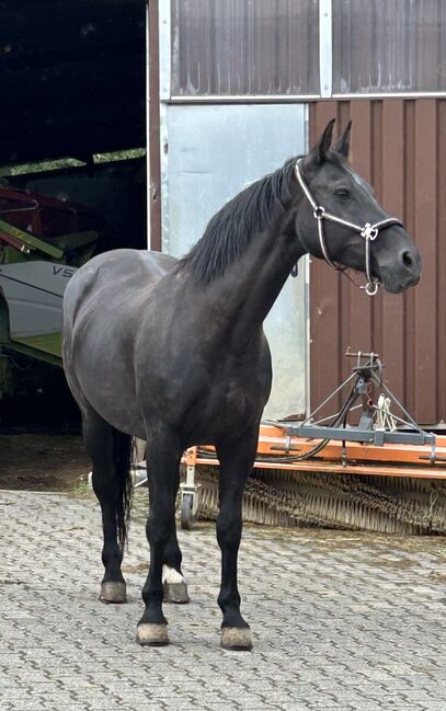 Schweres Warmblut, Svea Schneider, Horses For Sale, Hünstetten