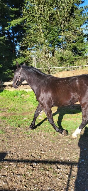Schwere Warmblut Stute schlesier, Rene , Horses For Sale, Tiefenbach 