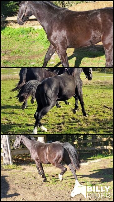 Schwere Warmblut Stute schlesier, Rene , Horses For Sale, Tiefenbach , Image 4
