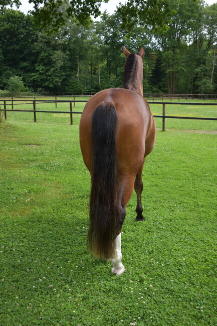 Schweiftoupet, Privat, Ochrona koni przed owadami , Westerwalsede