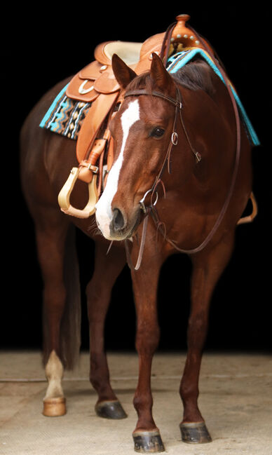 turnierfertiger, sehr umgänglicher Quarter Horse Wallach, Kerstin Rehbehn (Pferdemarketing Ost), Pferd kaufen, Nienburg