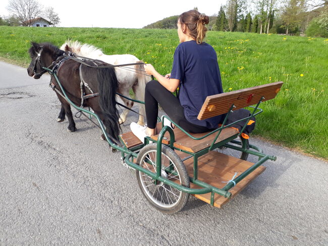 zwei Allrounder Shetty-Stuten suchen Arbeit ;-), Viola Frohwein, Horses For Sale, Neubeuern, Image 5