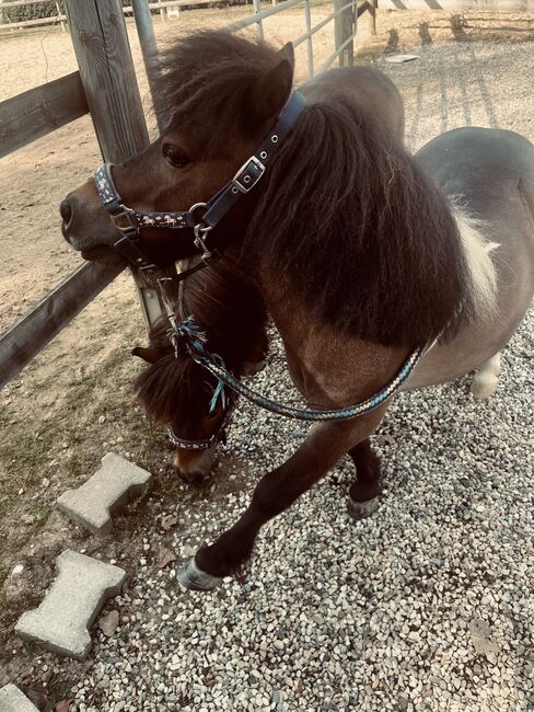 Zwei zauberhafte Shetlandponys suchen ein neues Zuhause, Stella , Horses For Sale, Falkenberg, Image 5