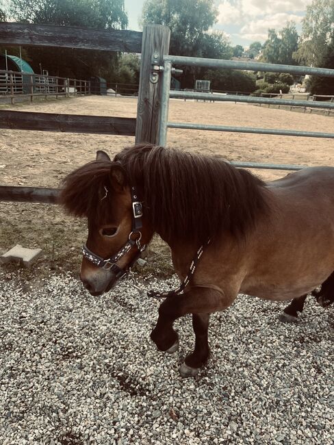 Zwei zauberhafte Shetlandponys suchen ein neues Zuhause, Stella , Horses For Sale, Falkenberg, Image 6