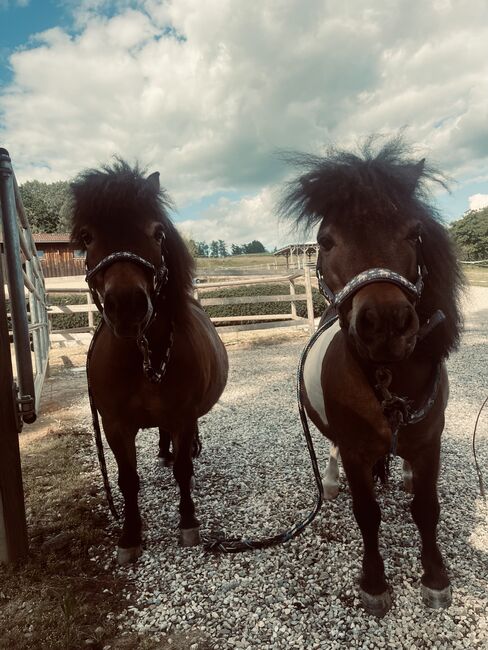 Zwei zauberhafte Shetlandponys suchen ein neues Zuhause, Stella , Horses For Sale, Falkenberg