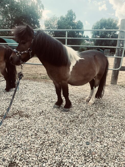 Zwei zauberhafte Shetlandponys suchen ein neues Zuhause, Stella , Horses For Sale, Falkenberg, Image 4
