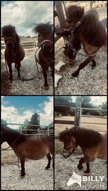 Zwei zauberhafte Shetlandponys suchen ein neues Zuhause, Stella , Horses For Sale, Falkenberg, Image 7