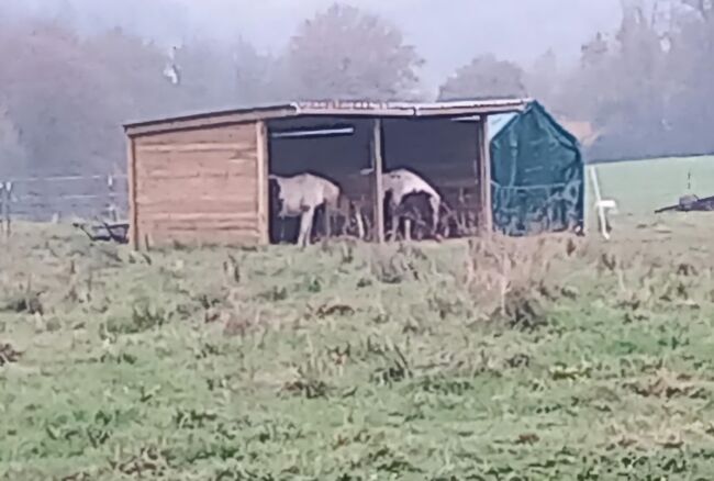 Zwei Monate alter Unterstand, Böhm , Gaby, Horse & Stable Mats, NIEDERKASSEL, Image 2