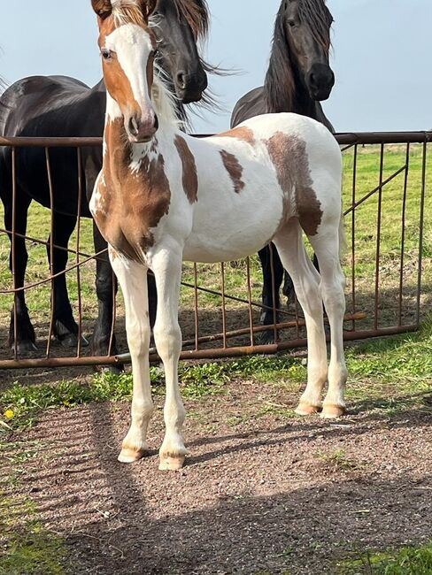 Zwei super schöne Barockpintohengstfohlen zu verkaufen, Veit, Horses For Sale, Kirchlinteln