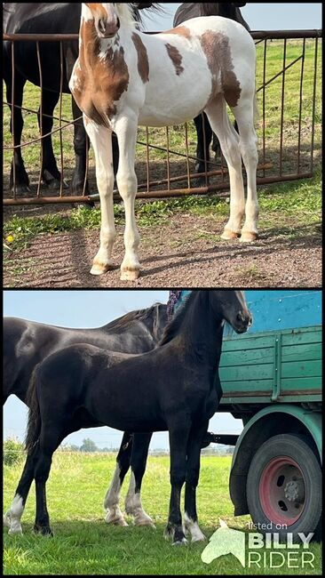 Zwei super schöne Barockpintohengstfohlen zu verkaufen, Veit, Horses For Sale, Kirchlinteln, Image 3