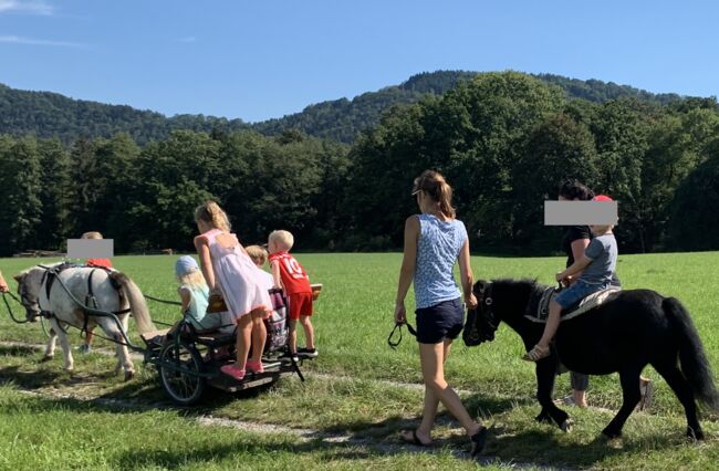 zwei Allrounder Shetty-Stuten suchen Arbeit ;-), Viola Frohwein, Horses For Sale, Neubeuern, Image 2