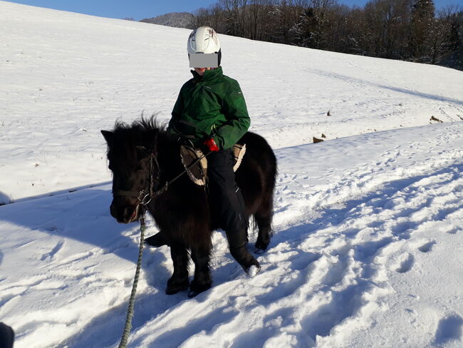 zwei Allrounder Shetty-Stuten suchen Arbeit ;-), Viola Frohwein, Horses For Sale, Neubeuern, Image 7