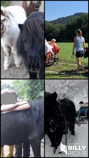 zwei Allrounder Shetty-Stuten suchen Arbeit ;-), Viola Frohwein, Horses For Sale, Neubeuern, Image 10