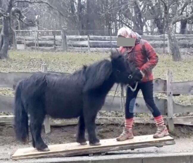 zwei Allrounder Shetty-Stuten suchen Arbeit ;-), Viola Frohwein, Horses For Sale, Neubeuern, Image 9