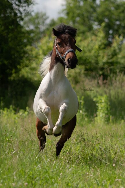 Zwei brave Kinderponys zu vergeben, Vanessa Imrek, Horses For Sale, Unterwart, Image 6