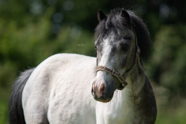 Zwei brave Kinderponys zu vergeben, Vanessa Imrek, Horses For Sale, Unterwart, Image 3