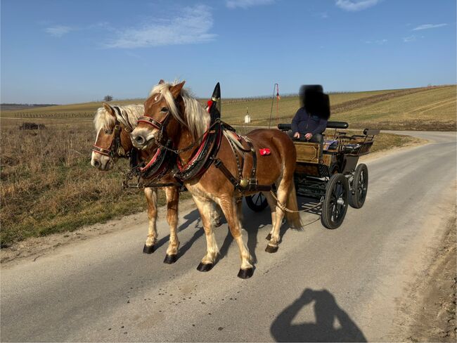 Zwei Haflinger und Kutsche, Ebner Franz, Horses For Sale, Schrattenberg, Image 6