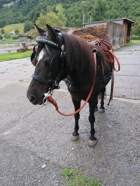 Zweispänner-Brustblattgeschirr für Ponys Stckm. ca. 1,20m, Sarah, Horse Harness, Feldkirch, Image 2
