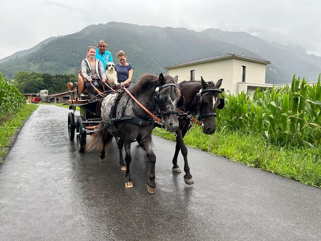 Zweispänner-Brustblattgeschirr für Ponys Stckm. ca. 1,20m, Sarah, Horse Harness, Feldkirch