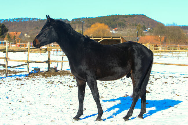 Zwei junge Pferde zu verkaufen, Ticia Zaszlo, Horses For Sale, Ajka