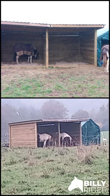 Zwei Monate alter Unterstand, Böhm , Gaby, Horse & Stable Mats, NIEDERKASSEL, Image 3