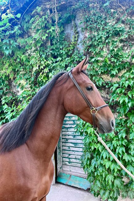 Zweijähriger Wallach mit viel Potential, Elisabeth Kögl, Horses For Sale, Bruck/Leitha, Image 2