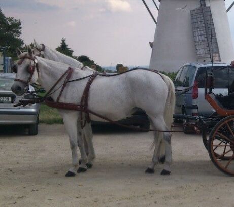 Zweispänner Brustblattgeschirr, Jennifer Böck, Horse Harness, Zellerndorf, Image 5