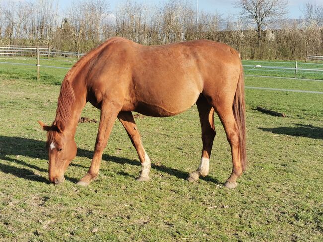 Doppelveranlagte Zuchtstute, Beistellpferd, Stute, Bianca, Horses For Sale, Eberdingen, Image 16