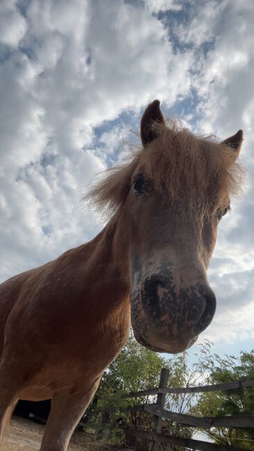 Zwei zuckersüße Shetlandponys zu verkaufen, Alina Ludwik, Horses For Sale, Wien, Image 4