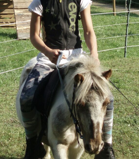 zwei Allrounder Shetty-Stuten suchen Arbeit ;-), Viola Frohwein, Horses For Sale, Neubeuern, Image 6