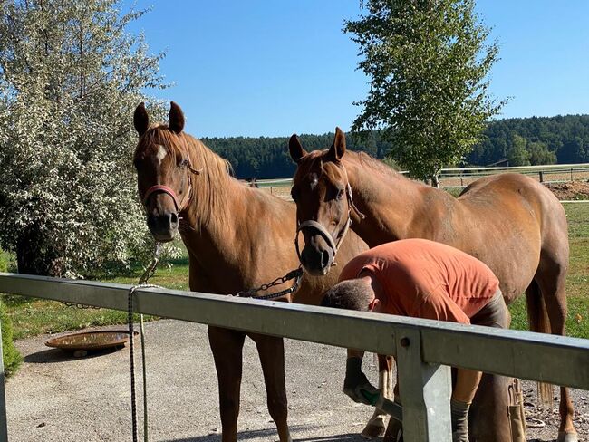 Zwei Araber Wallache suchen ein neues Zuhause!, Hannah, Horses For Sale, Fürstenfeld