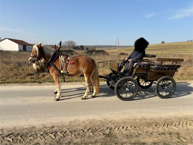 Zwei Haflinger und Kutsche, Ebner Franz, Horses For Sale, Schrattenberg, Image 5