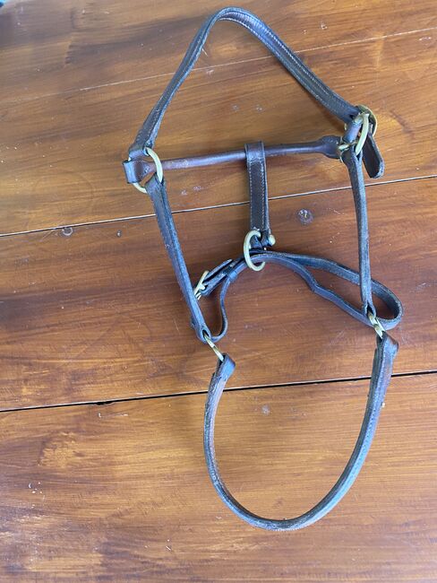 Zwei Halfter, Walter Kampmann , Halters, Oberzent 