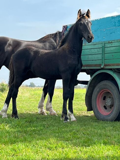 Zwei super schöne Barockpintohengstfohlen zu verkaufen, Veit, Horses For Sale, Kirchlinteln, Image 2