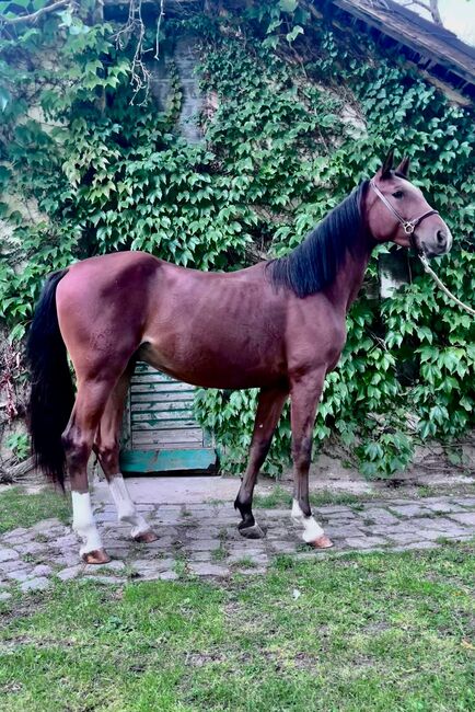 Zweijähriger Wallach mit viel Potential, Elisabeth Kögl, Horses For Sale, Bruck/Leitha