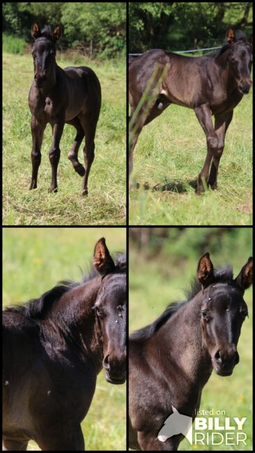 Typvolles blue roan Quarter Horse Hengstfohlen, Kerstin Rehbehn (Pferdemarketing Ost), Horses For Sale, Nienburg, Image 6