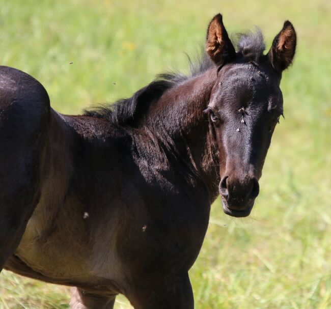 Typvolles blue roan Quarter Horse Hengstfohlen, Kerstin Rehbehn (Pferdemarketing Ost), Horses For Sale, Nienburg, Image 3
