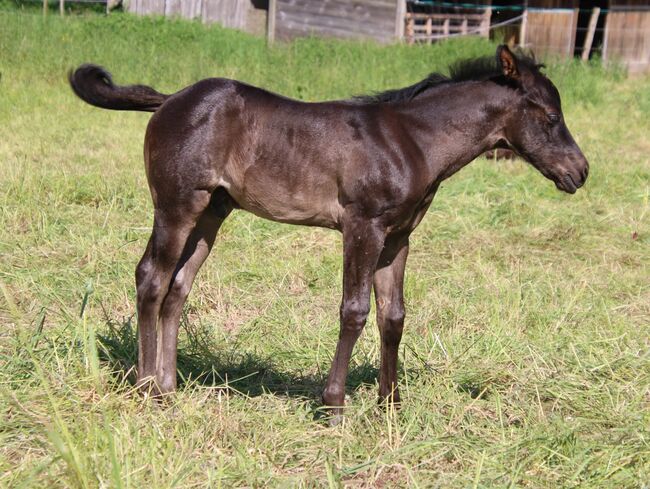 Typvolles blue roan Quarter Horse Hengstfohlen, Kerstin Rehbehn (Pferdemarketing Ost), Horses For Sale, Nienburg, Image 5