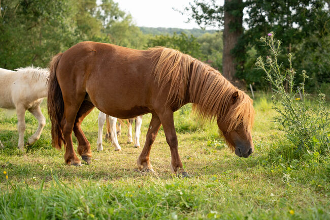 Typvolle Stute Original Shetland Verbandsprämie, Nadine  (Shettyzucht Frechdachs ), Horses For Sale, Heringen