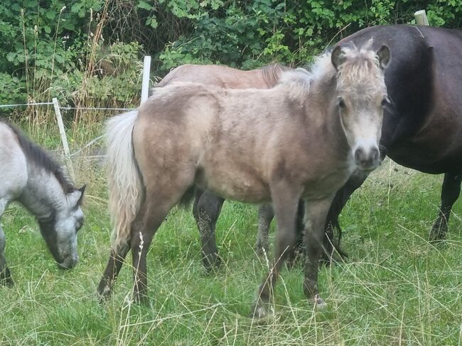 Typvolle Shettystute in Sonderfarbe Silver Buckskin, Nadine  (Shettyzucht Frechdachs ), Horses For Sale, Heringen, Image 4
