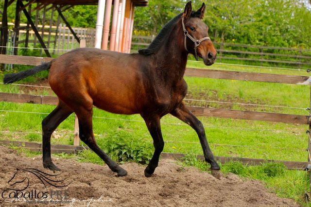 Typvolles 1 jähriges PRE Stutfohlen - Pedigree "SOTO GIL", Thomas Adams (Caballos PRE), Horses For Sale, Bell, Image 2