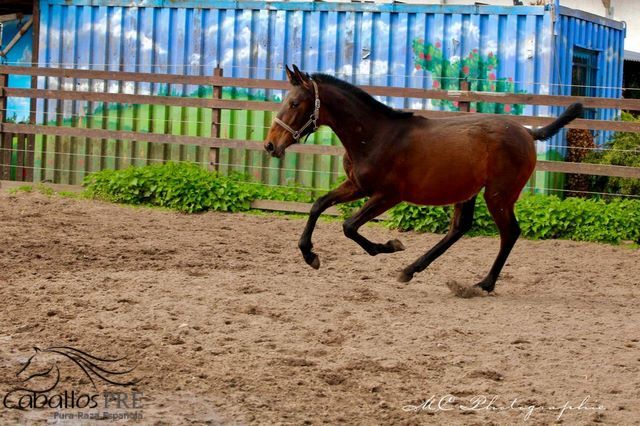 Typvolles 1 jähriges PRE Stutfohlen - Pedigree "SOTO GIL", Thomas Adams (Caballos PRE), Horses For Sale, Bell, Image 3